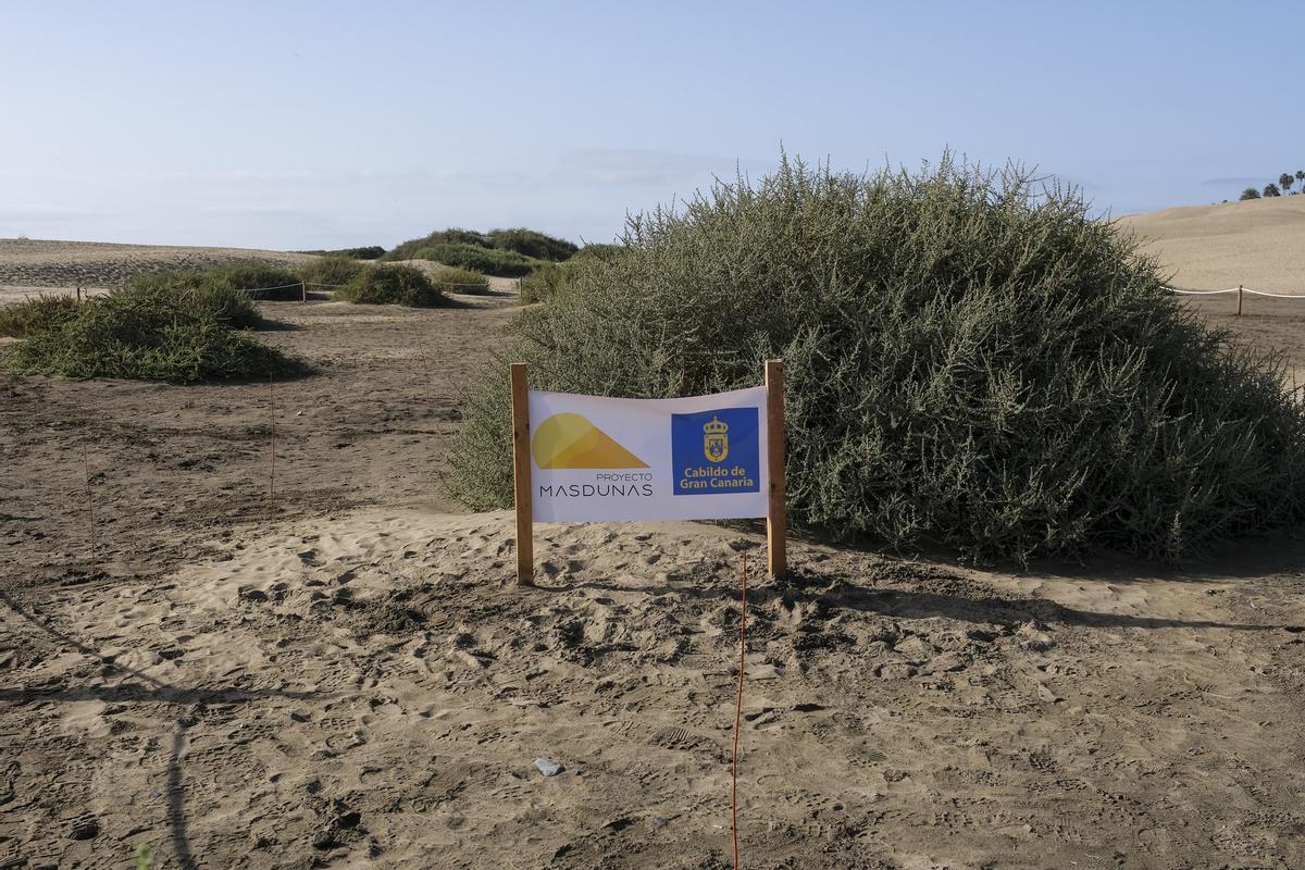 Dunas de Maspalomas.