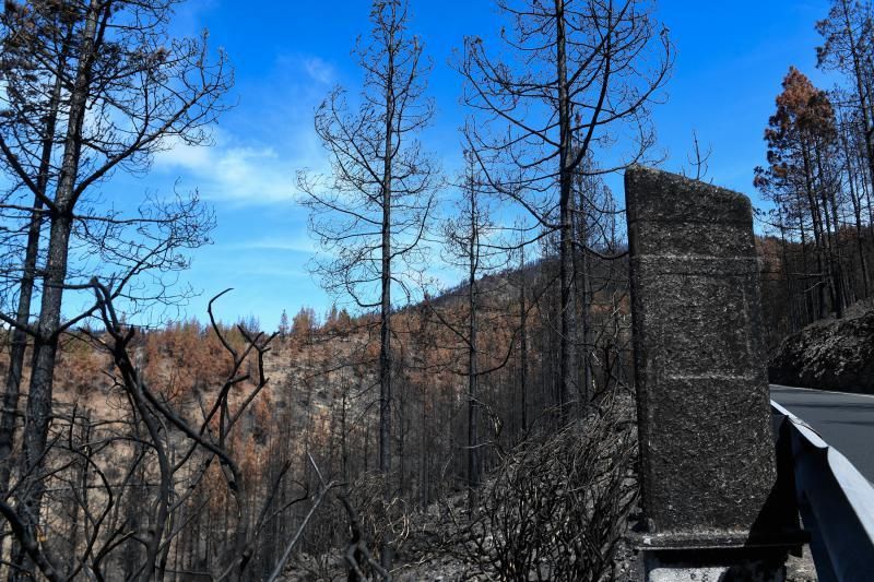 15-10-19 SUPLEMENTOS. ZONA CUMBRERA. ZONA CUMBRERA. Reportaje zonas quemadas tras dos meses. Reportaje triple entrega sobre el paisaje quemado, al cumplirse dos meses. La primera parte será Los tesosos de la Cumbre, en plan más positivo, con los brotes verdes, lugares que visitar. Un segundo con los héroes sin capa, sus protagonistas y una tercera con Lo que el fuego se llevó o Lo perdido, la parte más triste.  Fotos: Juan Castro.  | 15/10/2019 | Fotógrafo: Juan Carlos Castro