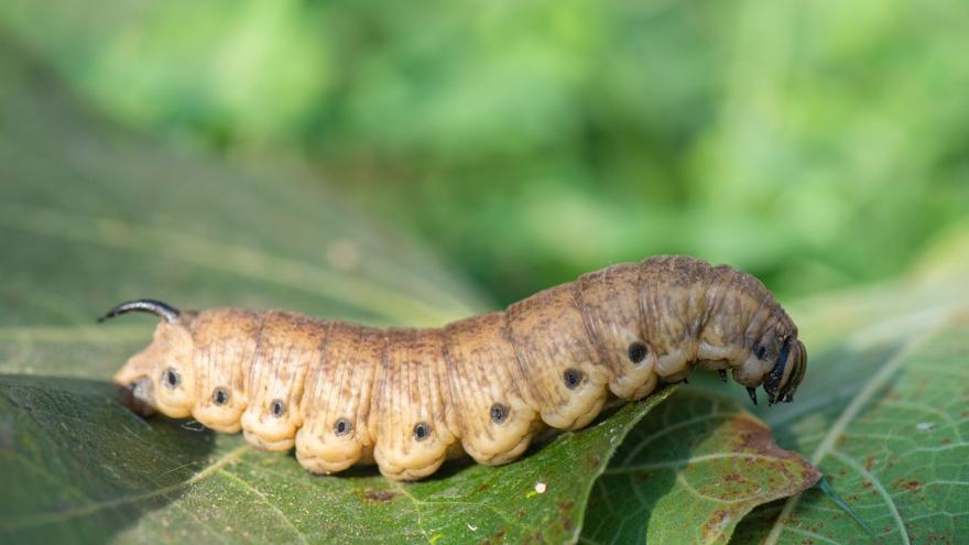 Una oruga de ‘Agrius colvolvuli’
cruza sobre unas hojas caídas
buscando donde pupar. CAT.