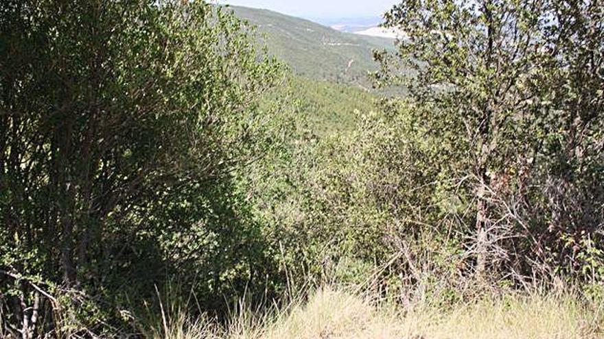 Paisatge actual a Sant Mateu de Bages, una de les zones afectades fa 25 anys