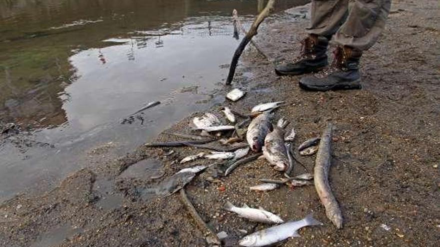 Peces muertos, tras el último vertido. // Marta G. Brea