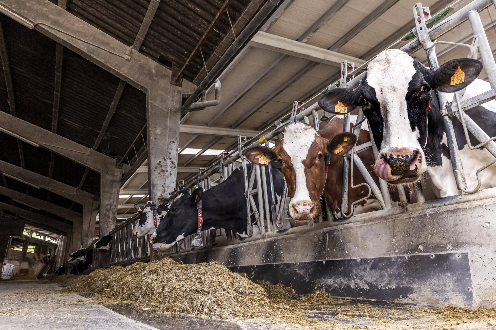 En imágenes | Un viaje por el drama de las vacas de Tineo