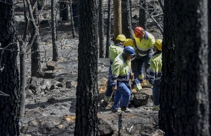 24/09/2017 CRUZ DE TEJEDA. Vuelta a la normalidad tras el incendio en la Cumbre de Gran Canaria. FOTO: J. PÉREZ CURBELO