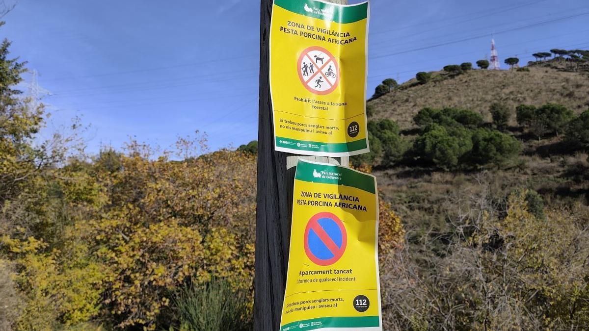 Uns cartells avisen que el parc de Collserola és una zona de vigilància per la pesta porcina africana