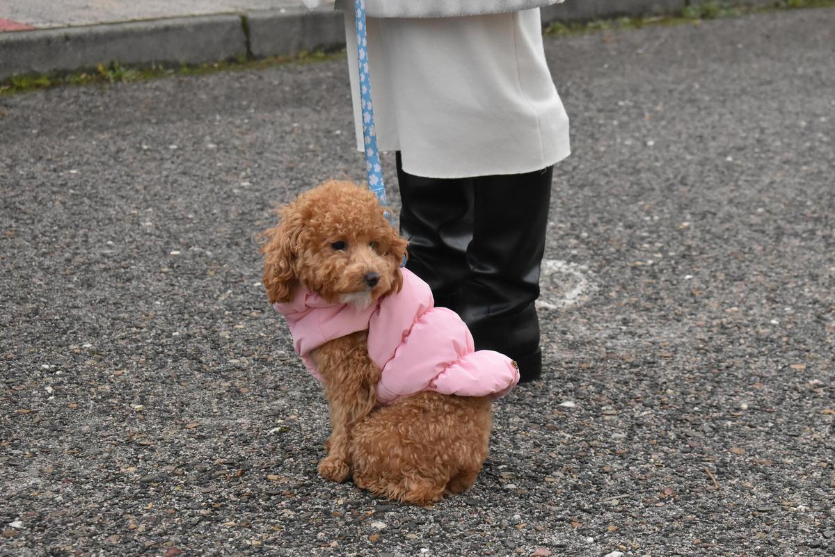 Fotogalería | Así ha sido la celebración de San Antón en el colegio San Antonio de Cáceres