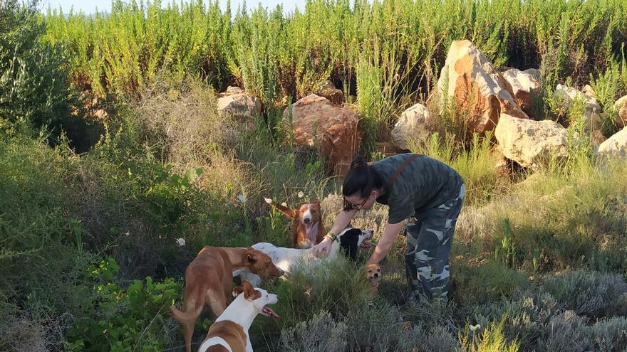 La ley de Bienestar Animal se tratará en las Corts para su aprobación