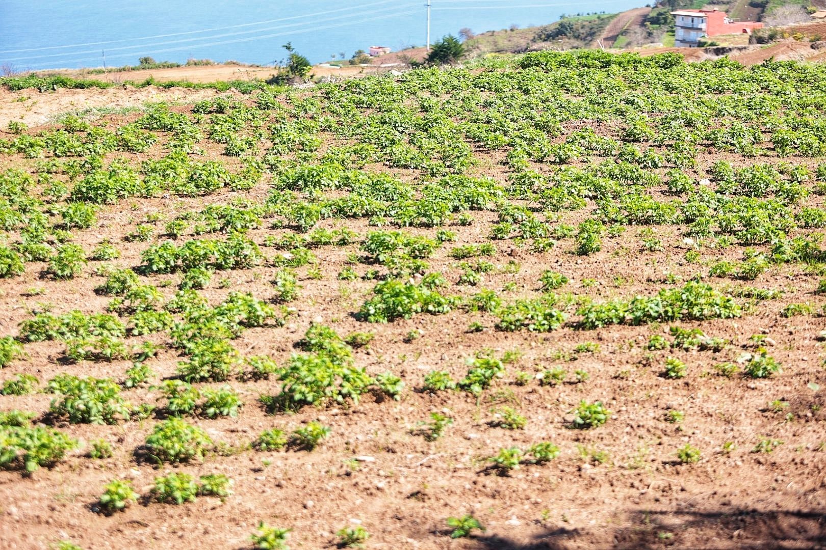 Reportaje sobre los productores de papa bonita en Icod el Alto