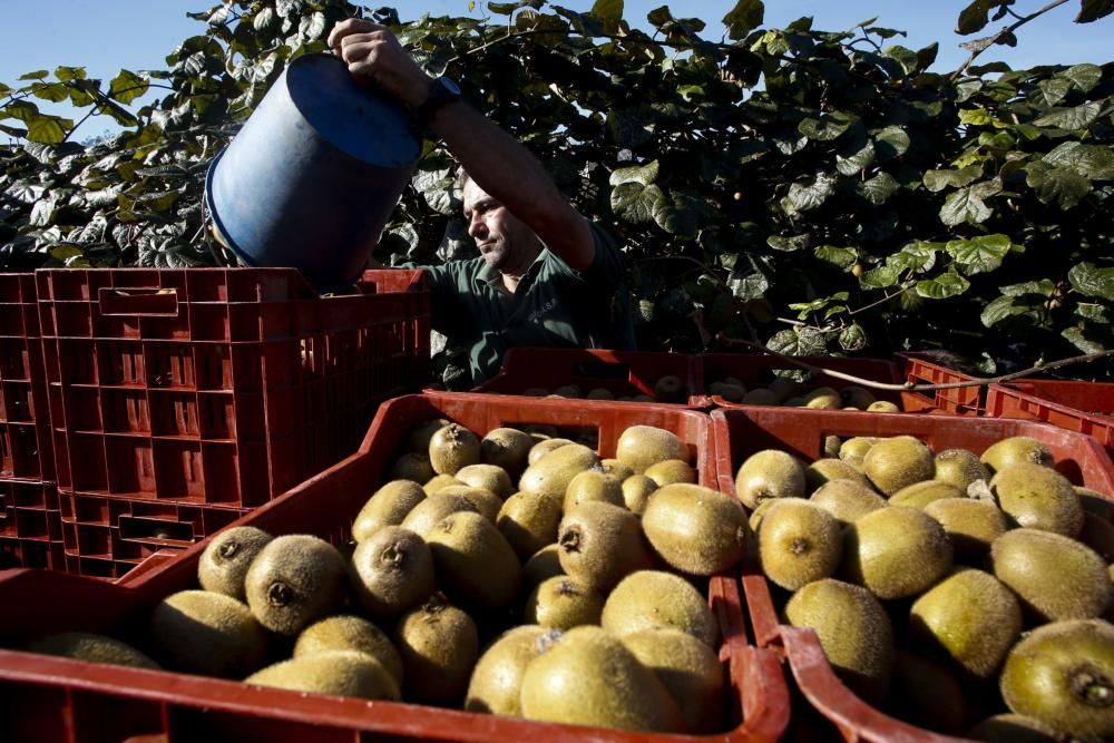 La recogida del kiwi en Pravia