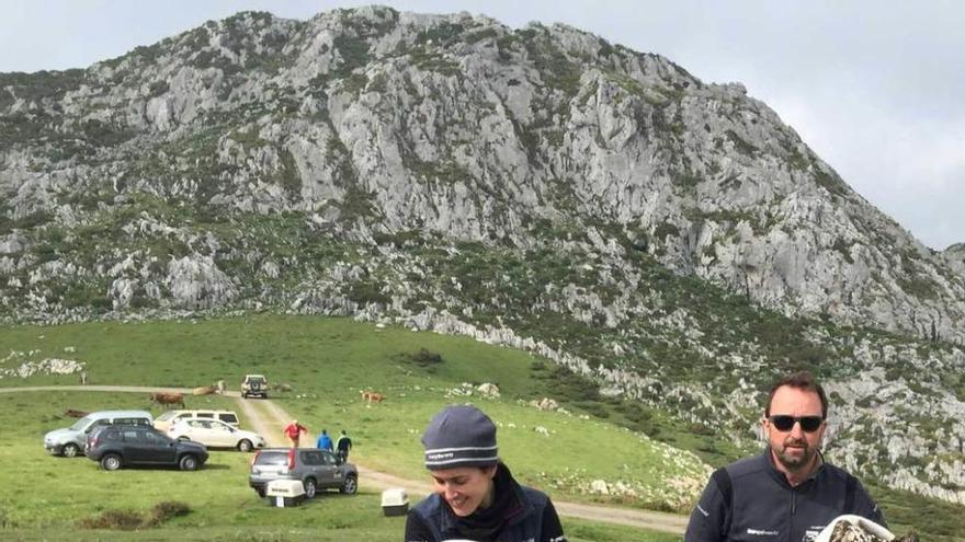 Liberan dos quebrantahuesos en los Picos