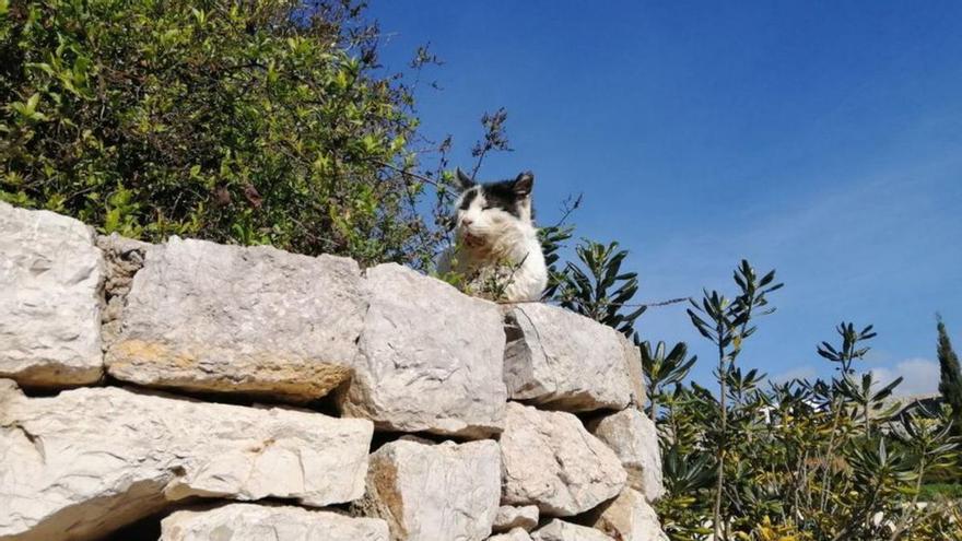 Realojan en Santa Eulària a un matrimonio que vivía con 21 gatos