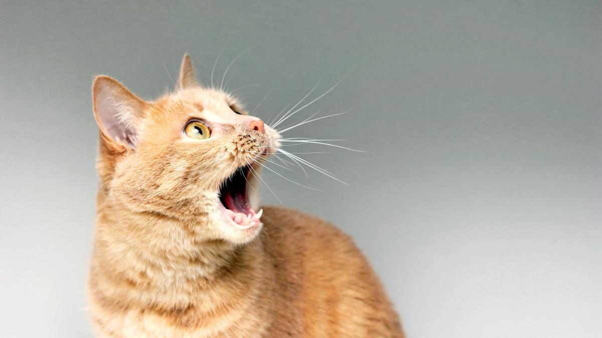 CURIOSIDADES DE LOS GATOS | Increíble pero cierto: 40 secretos de los gatos que no sabías