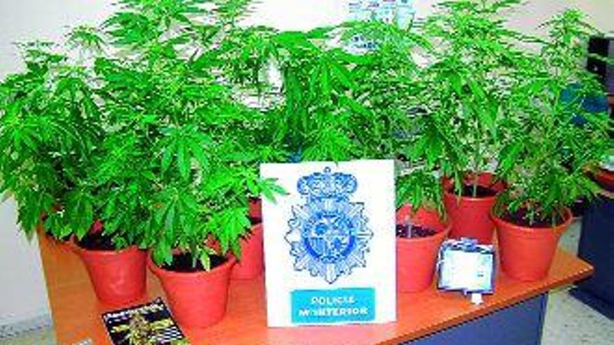 Vista de las plantas y otros efectos incautados por la Policía Nacional  / jesús regal