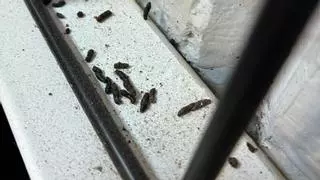 Larvas, gusanos y excrementos de roedores en la Escuela de Arte y Superior de Diseño de Alicante