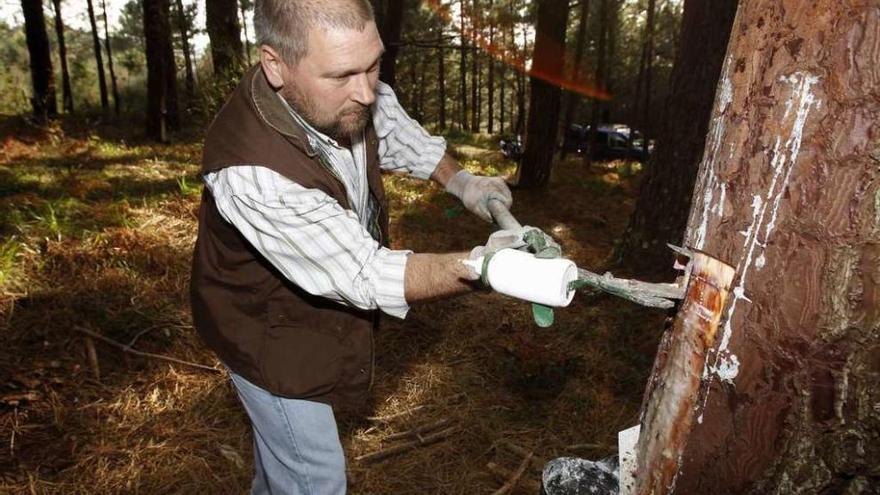 Uno de los ensayos de extracción de resina realizados en los montes de Mougás. // José Lores