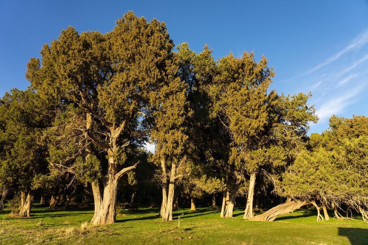 Bosque de enebro calatañazor en Soria al atardecer, Castilla y León