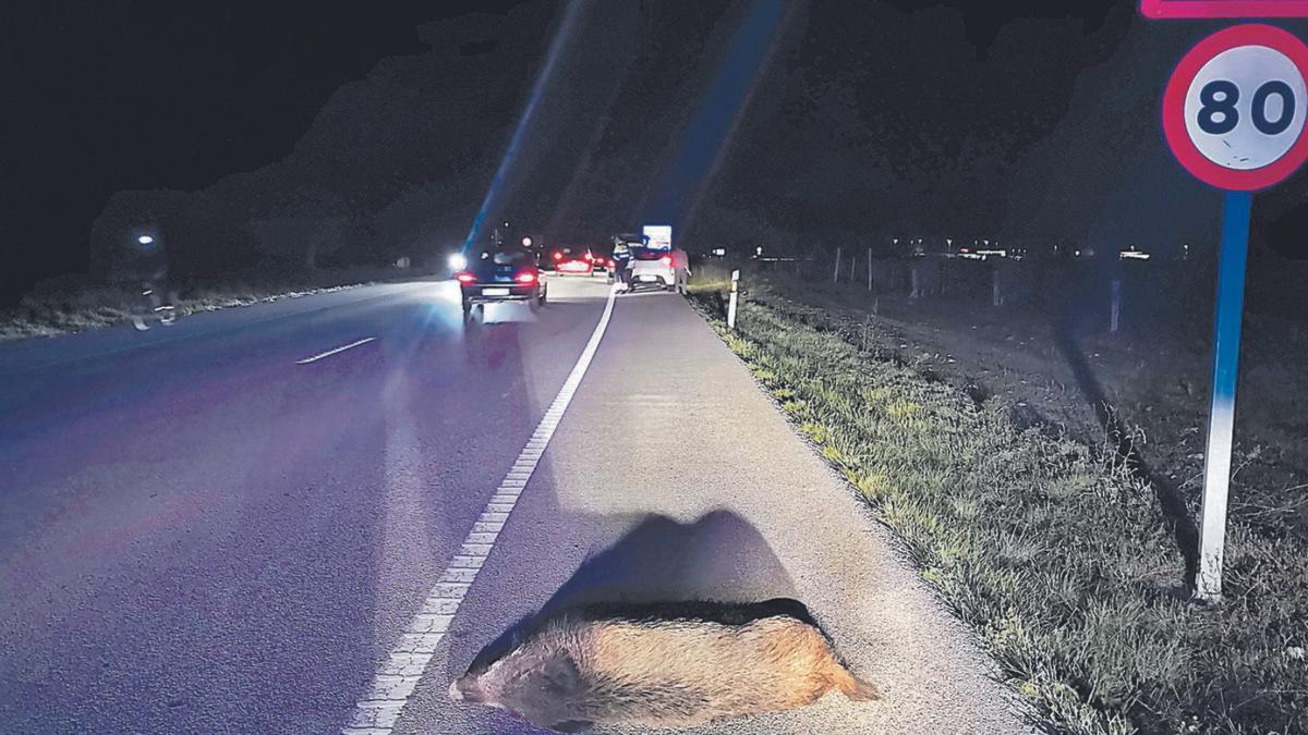 Un senglar mort en un voral de carretera, en una imatge d’arxiu.  | DIARI DE GIRONA