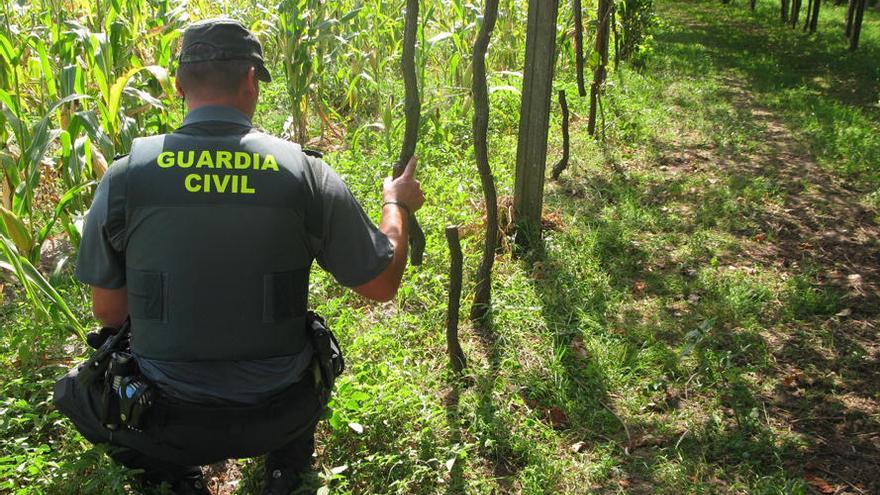 Un detenido en Cambados por destrozar 300 cepas de albariño