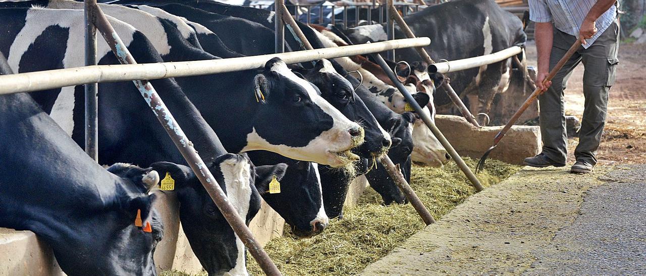 El ganadero Braulio González da de comer a sus animales en su explotación de Moya.  | | LP/DLP