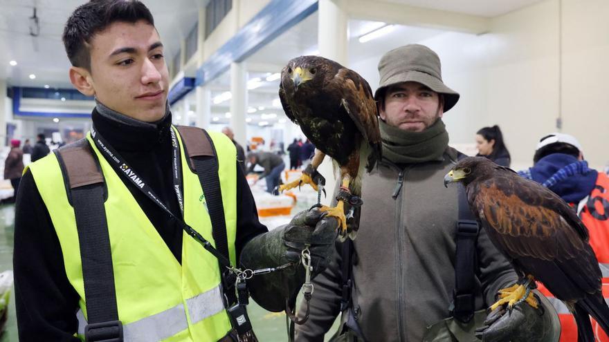 El águila Shakira (izquierda) y su compañera, con los actuales cetreros del puerto de Vigo.