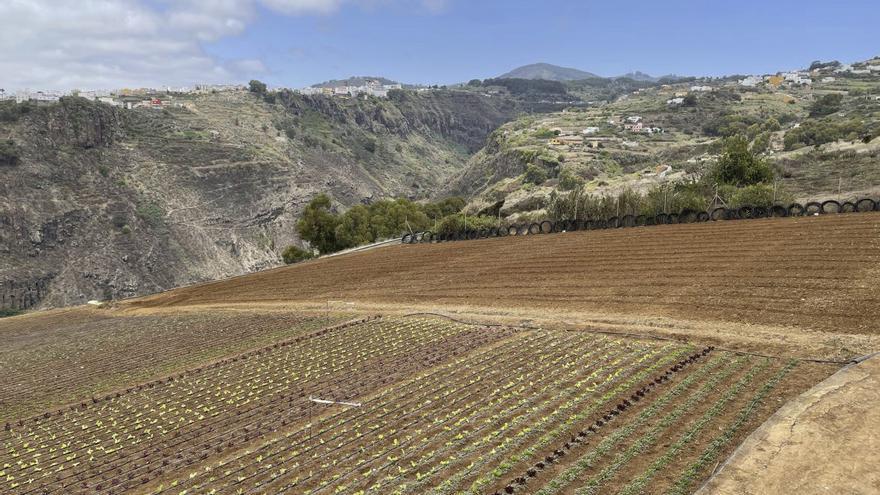 Sembrando futuro: tierra  y juventud para revitalizar la Gran Canaria rural