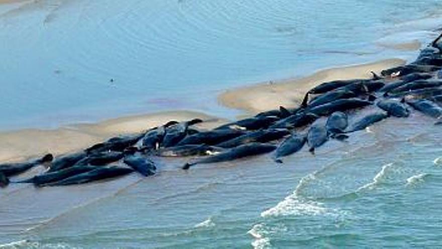 Foto facilitada por el Servicio de Vida Salvaje y Parques Nacionales de algunas de las cincuenta ballenas varadas en una playa de una isla de Tasmania, el pasado viernes.