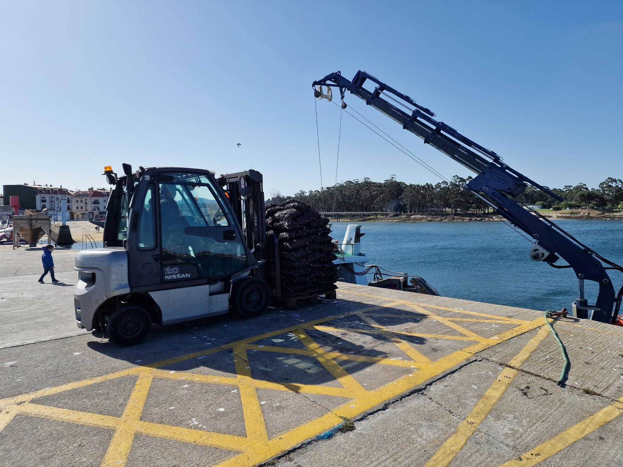 Descargas de mejillón en Arousa.