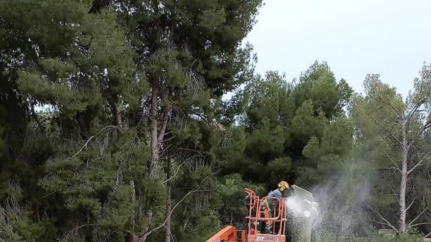 Nàquera tala el gigante árbol de la piscina municipal &quot;para proteger el vaso&quot; ante críticas de la ciudadanía