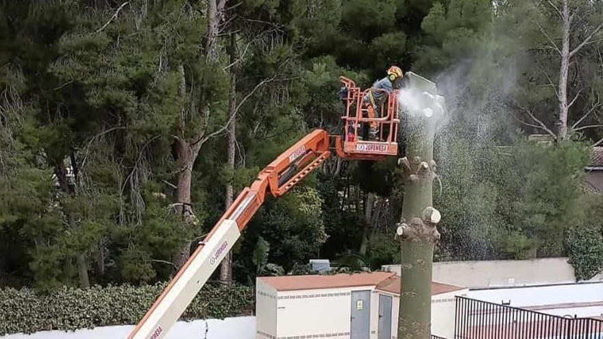 Nàquera tala el árbol gigante de la piscina