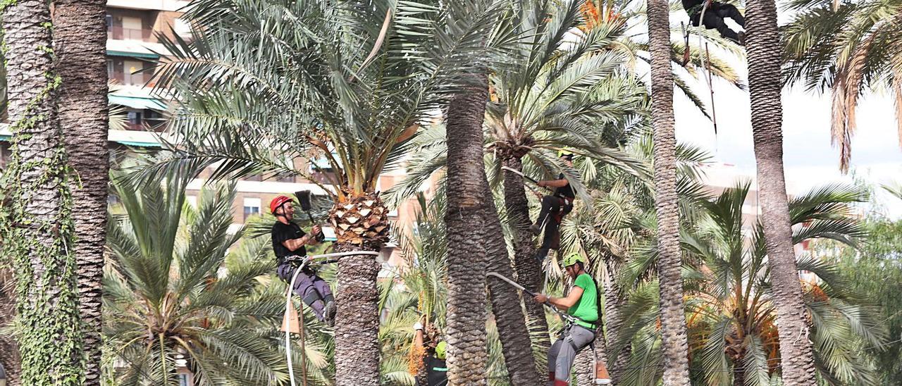 Poda de palmeras y trabajos de conservación en el Hort de Baix, Patrimonio de la Humanidad.