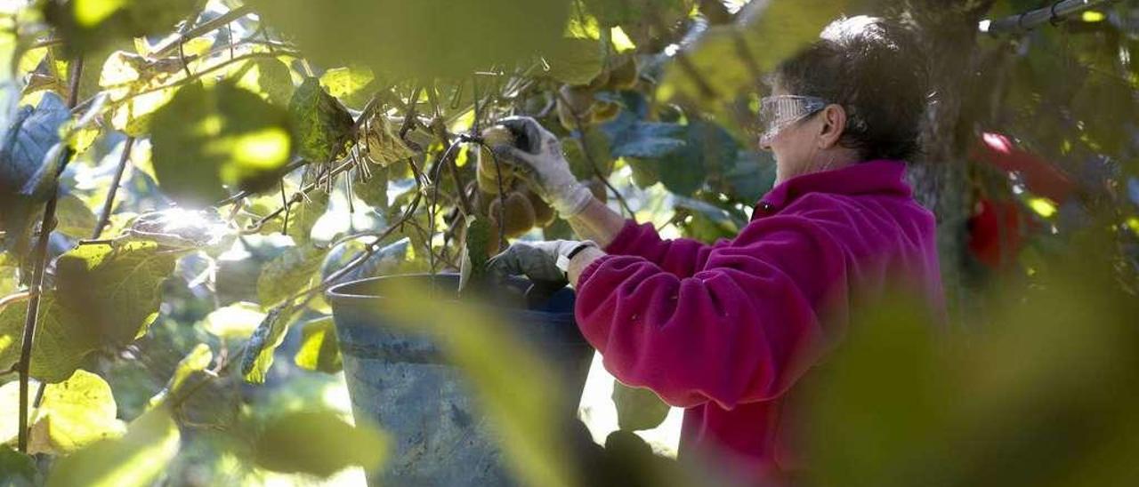 Labores de recogida de kiwi en una plantación de la empresa Kiwinatur, en Pravia.