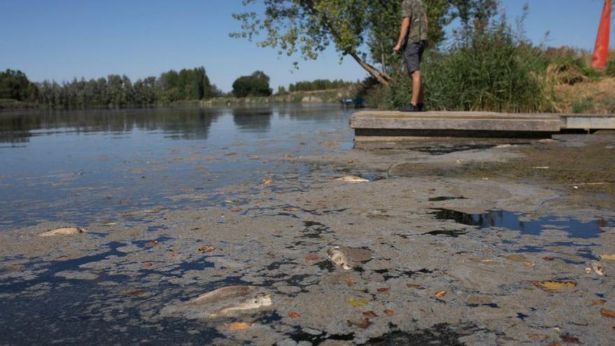 El supuesto vertido y peces muertos en el Duero en Villaralbo. | Ana Burrieza