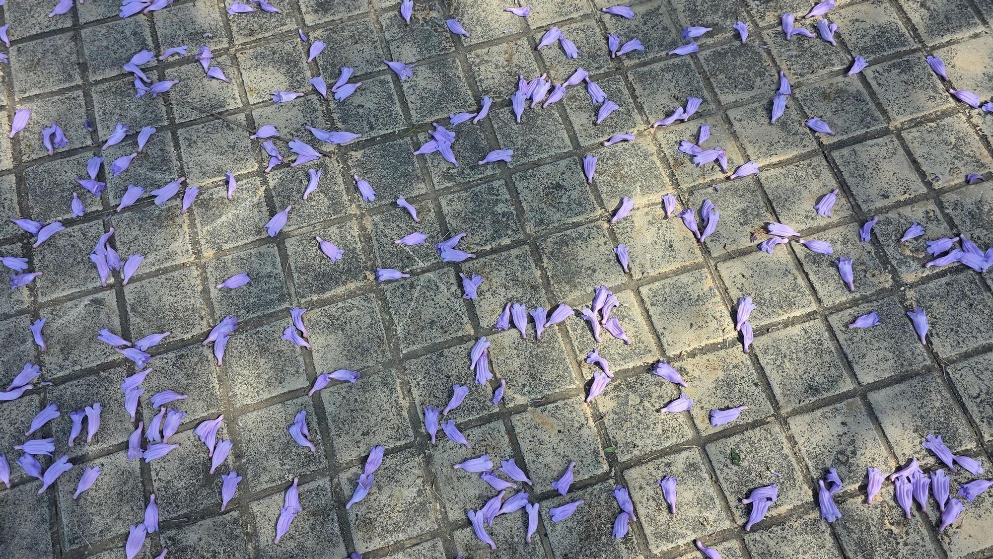 Jacarandas en la ciudad de València