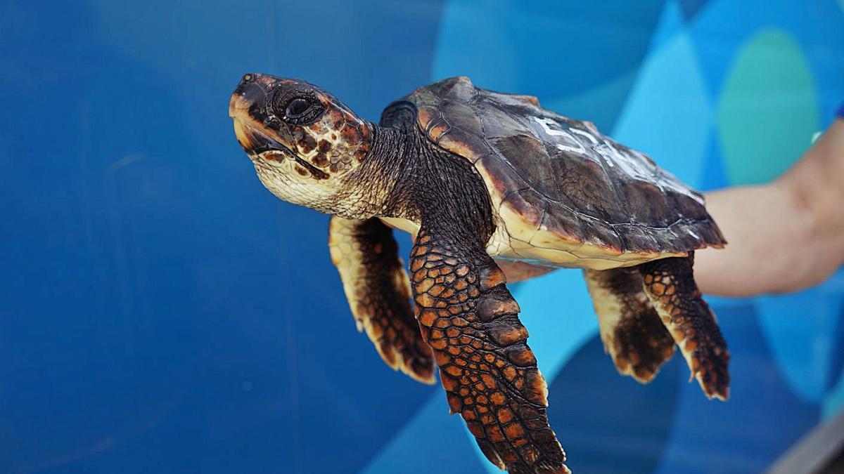 Marina, la tortuga nacida en Eivissa capturada por un pesquero. | CAIB