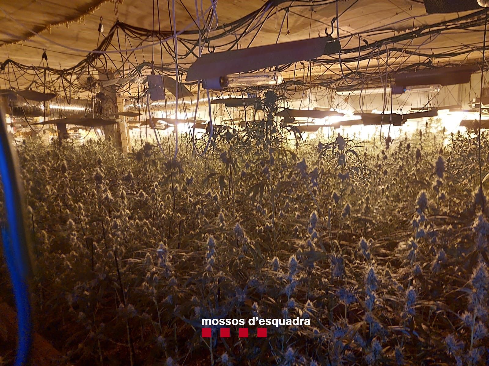 Un futur taller mecànic de Vilanova de la Muga ocultava un gran cultiu de marihuana