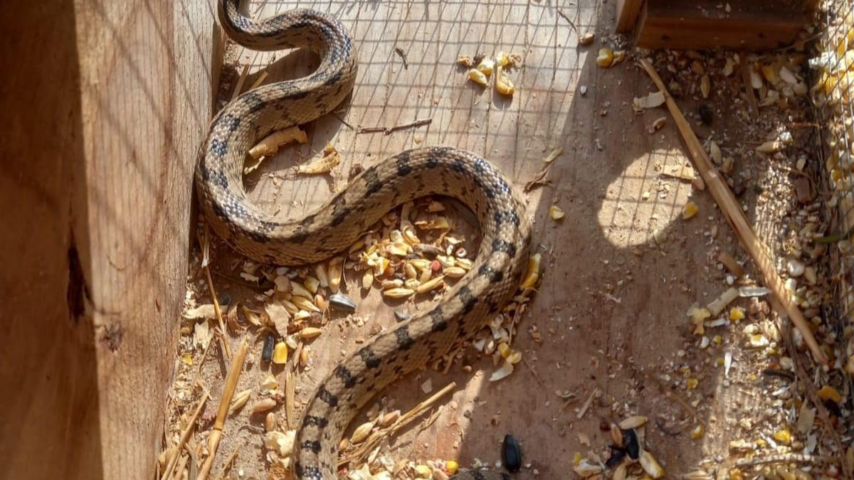 Las serpientes blancas también han llegado a Mallorca.