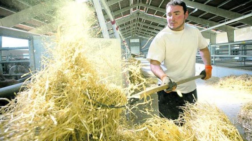 Jesús María Osorio distribuye paja en uno de los comederos del cebadero de terneros de Llanuces, en Quirós. | ignacio pulido