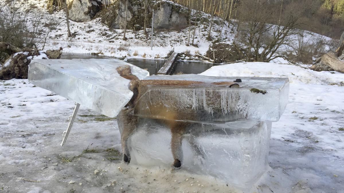 Un zorro quedó atrapado por el frío y quedó congelado mientras cruzaba el Danubio, en Fridingen, al sur de Alemania.