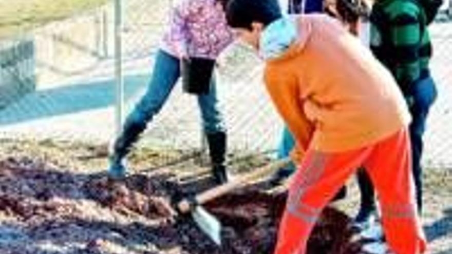 Reforestacion en el colegio moctezuma