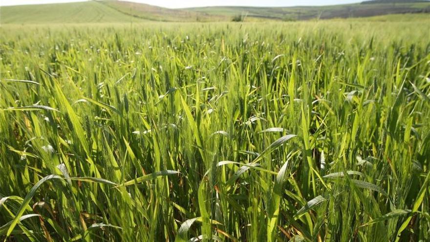 Investigadores de Córdoba descubren un nuevo trigo sin gluten bueno para la salud