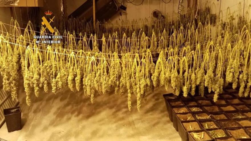 Una imagen de la plantación indoor de marihuana localizada por la Guardia Civil.