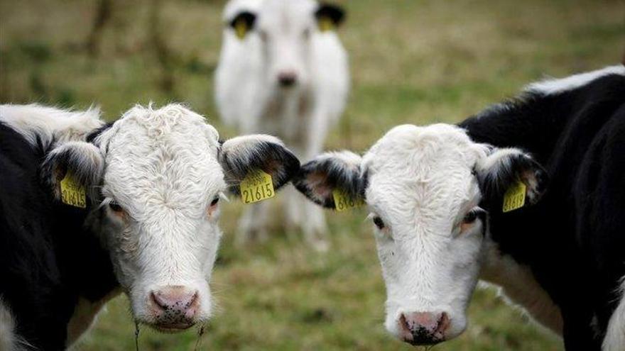 Muere arrollado por su coche cuando sacaba una vaca de la carretera