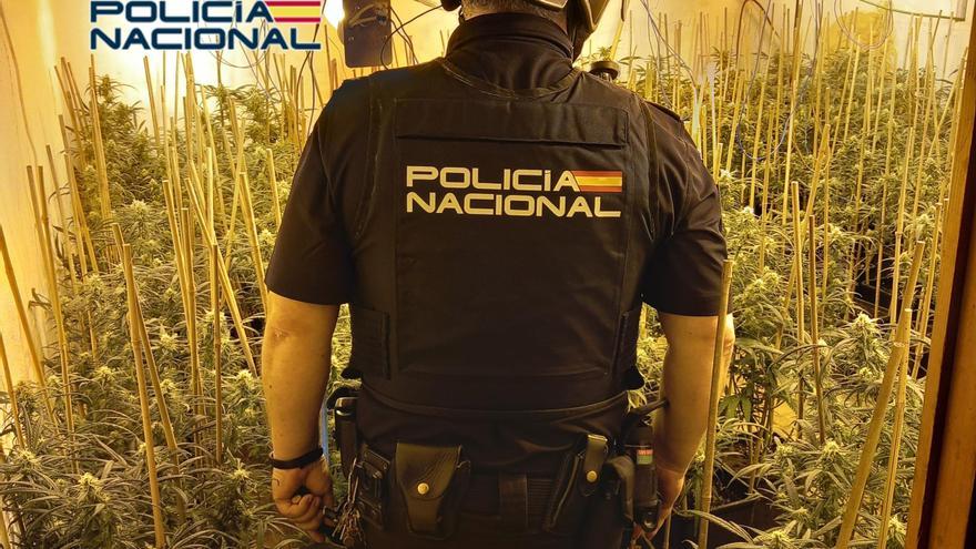 Dos detenidos tras localizar dos plantaciones de marihuana en Alzira y Algemesí