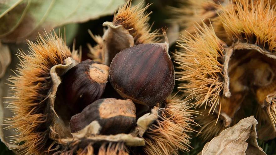 Golpea a una vecina que entró en su finca a coger castañas caídas en Riós