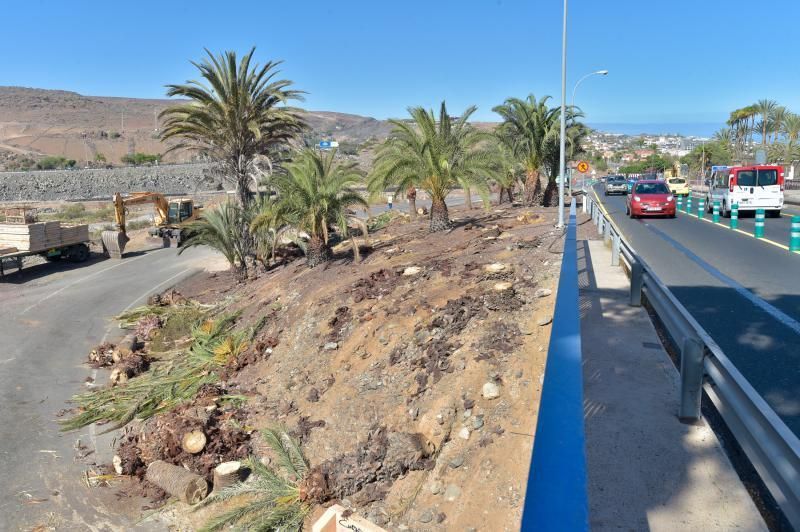 16-08-2018 LAS PALMAS DE GRAN CANARIA. Palmeras taladas en la obra de la rotonda de El Veril. Fotógrafo: ANDRES CRUZ  | 16/08/2018 | Fotógrafo: Andrés Cruz