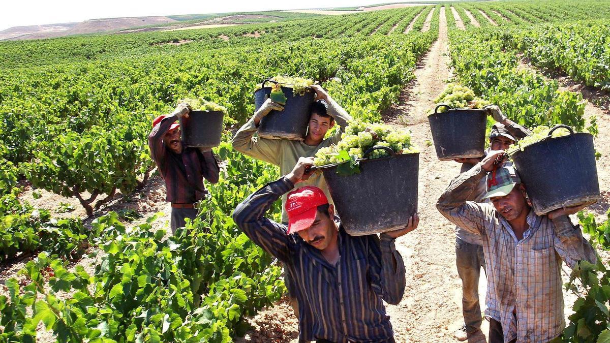 Varios vendimiadores en viñedos de Rioja en Aldeanueva de Ebro.