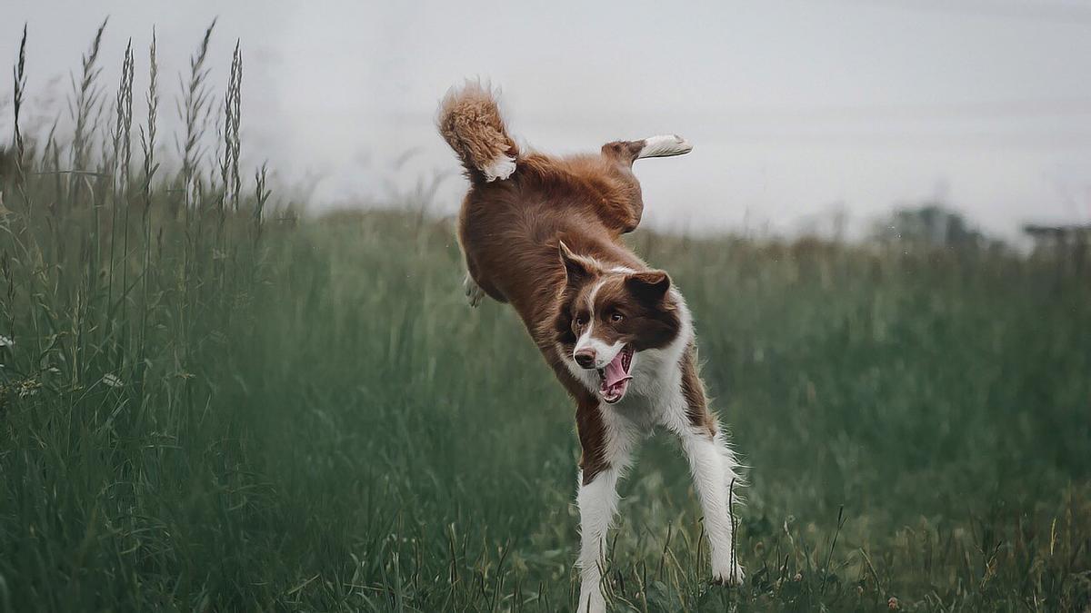 Un perro border collie salta en el campo.