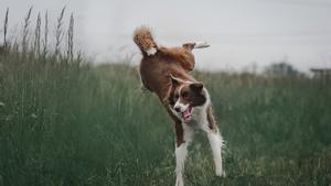 Un perro border collie salta en el campo.