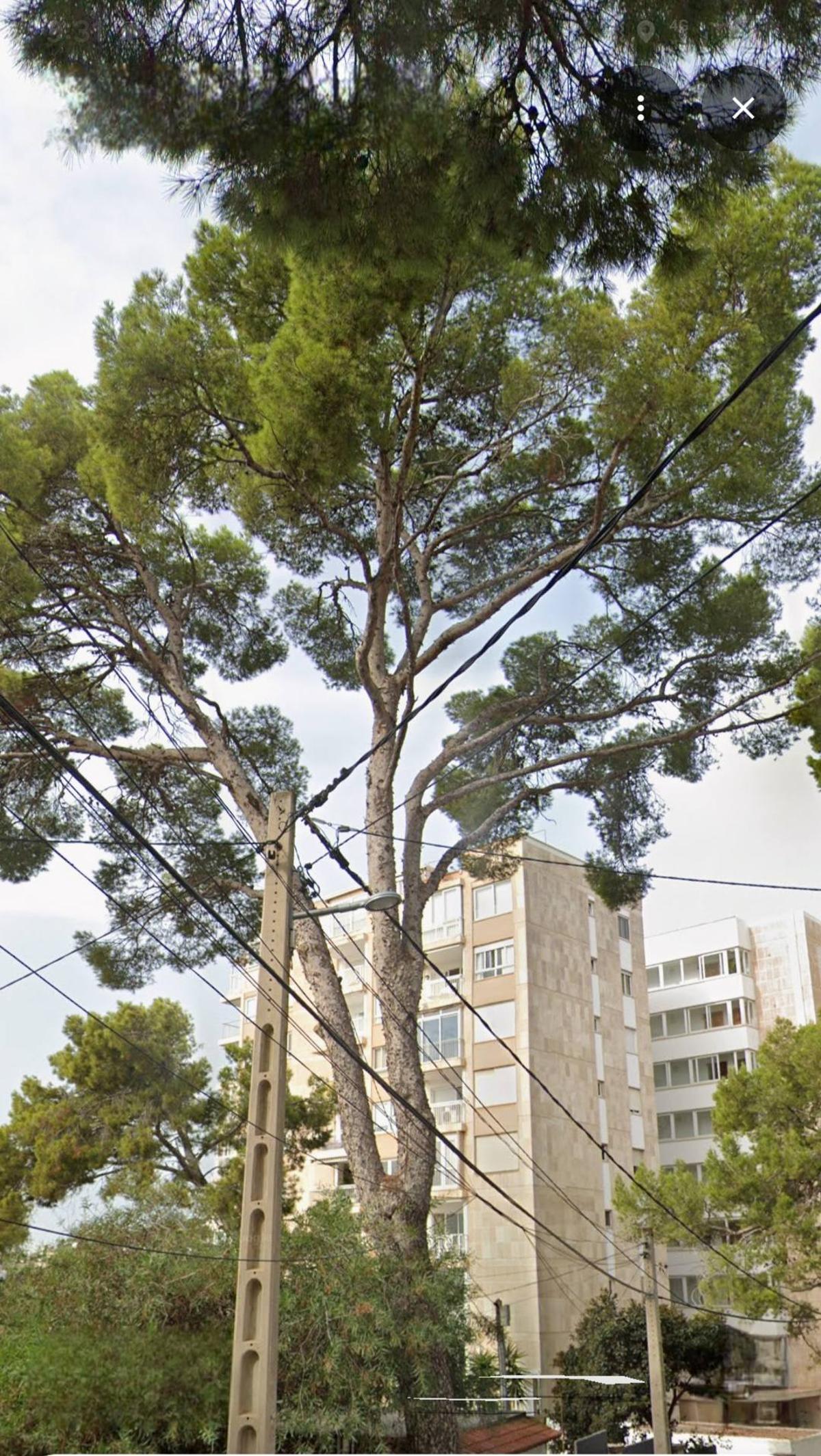 Uno de los pinos que se erigen en la calle Margarita Retuerto.