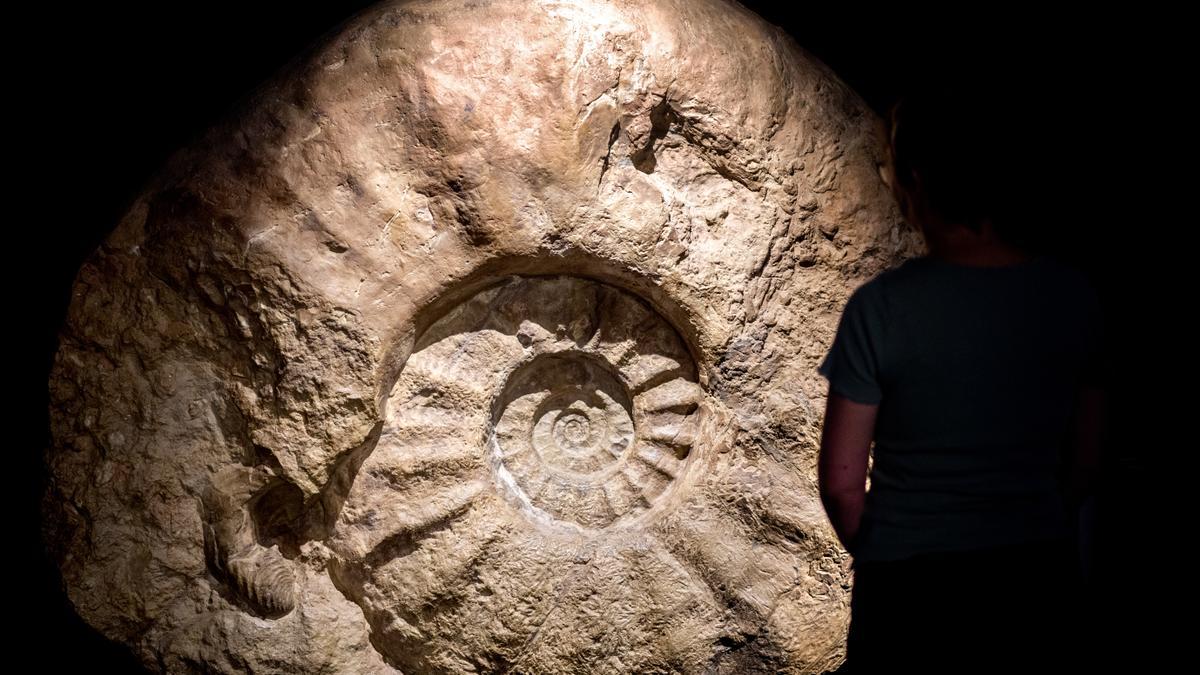 Ein Abguss des weltweit größten gefundenen Ammoniten steht in der neuen Erlebnisausstellung „Saurier - Giganten der Meere“ im Aquarium Wilhelmshaven. Am 02.07. wird die neue Dauerausstellung, die zahlreiche Fossilien und lebensgroße Sauriermodelle mit gigantischen Zähnen und Flossen zeigt, eröffnet.