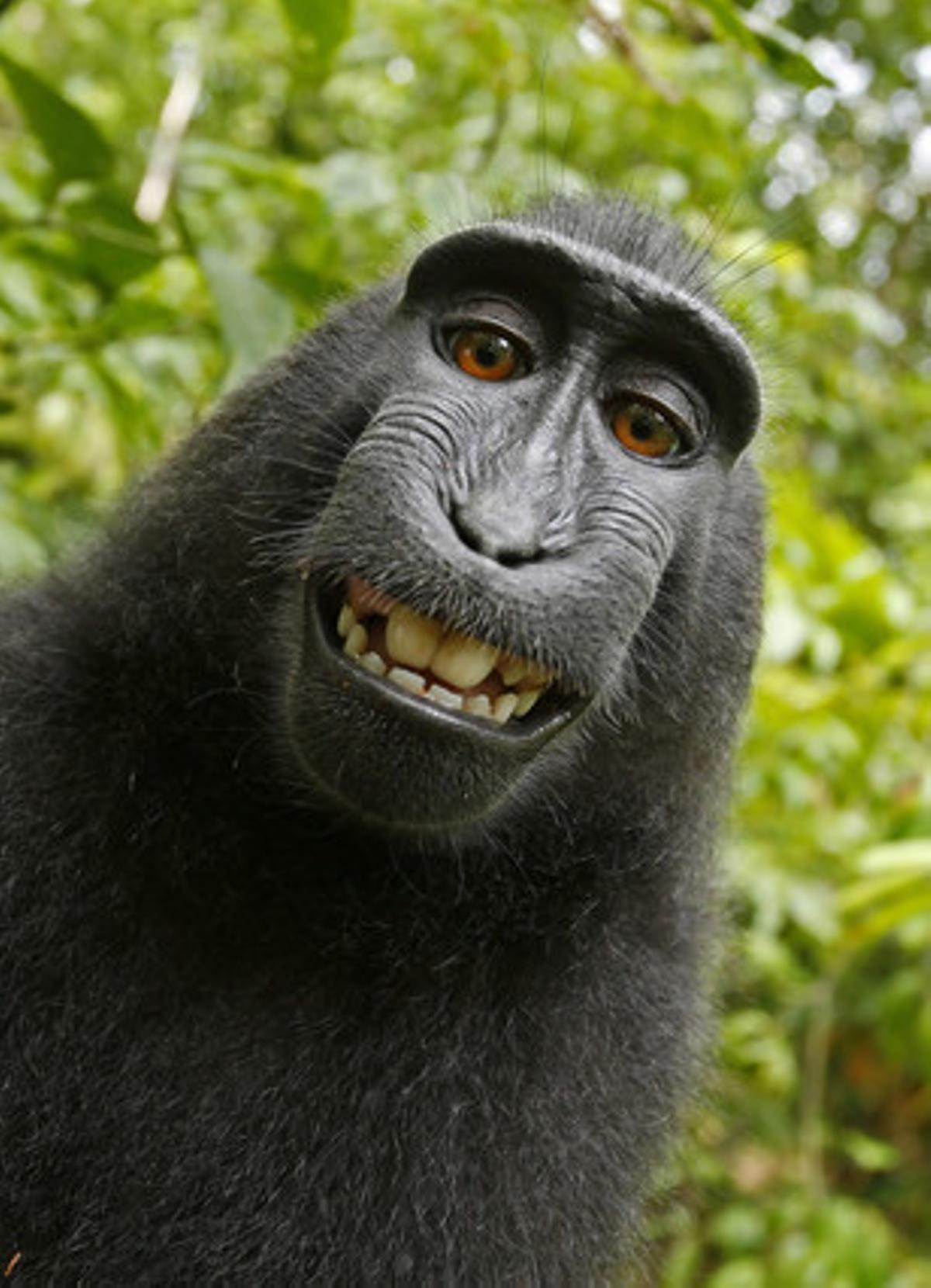 PETA vol que el macaco rebi els beneficis pels seus famosos ’selfies’.